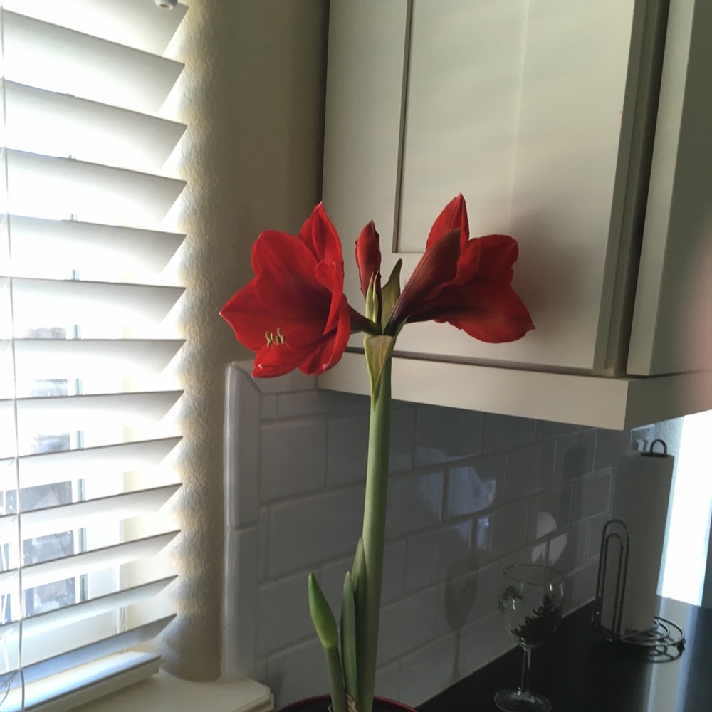 Family & flowers